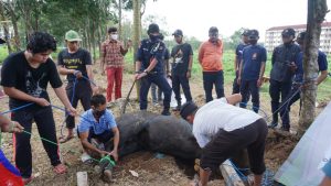 Rayakan Idul Adha 1441H ITERA Adakan Penyembelihan 13 Hewan Kurban