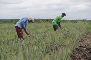 ITERA Bangun Kebun Buah Seluas 10 Hektare