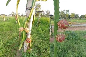 Perdana Kebun Buah ITERA Panen Buah Naga