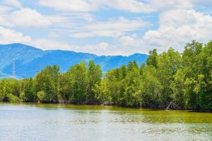 Dosen ITERA Teliti Kondisi Mangrove Teluk Lampung 30 Tahun Terakhir