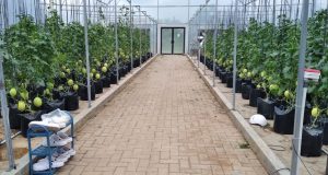Golden Melon Tumbuh Subur di Smart Farming System ITERA