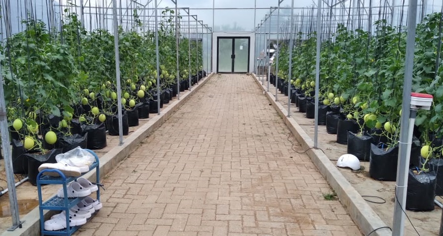 Golden Melon Tumbuh Subur di Smart Farming System ITERA
