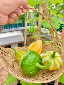 Smart Farming ITERA Miliki Koleksi Unik Ornamental Pumpkins Labu Hias dari Belanda