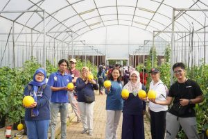 Masyarakat Ikut Panen Raya Golden Melon di Smart Farming ITERA