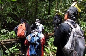 Kebun Raya Itera Berhasil Tambah 100 Koleksi Tumbuhan Langka Hasil Eksplorasi Taman Nasional Kerinci Seblat
