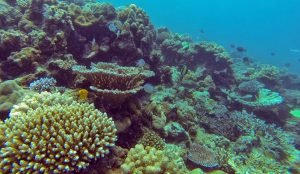 Prodi Farmasi Itera Bahas Potensi Biota Laut Sumatera sebagai Sumber Pengembangan Produk