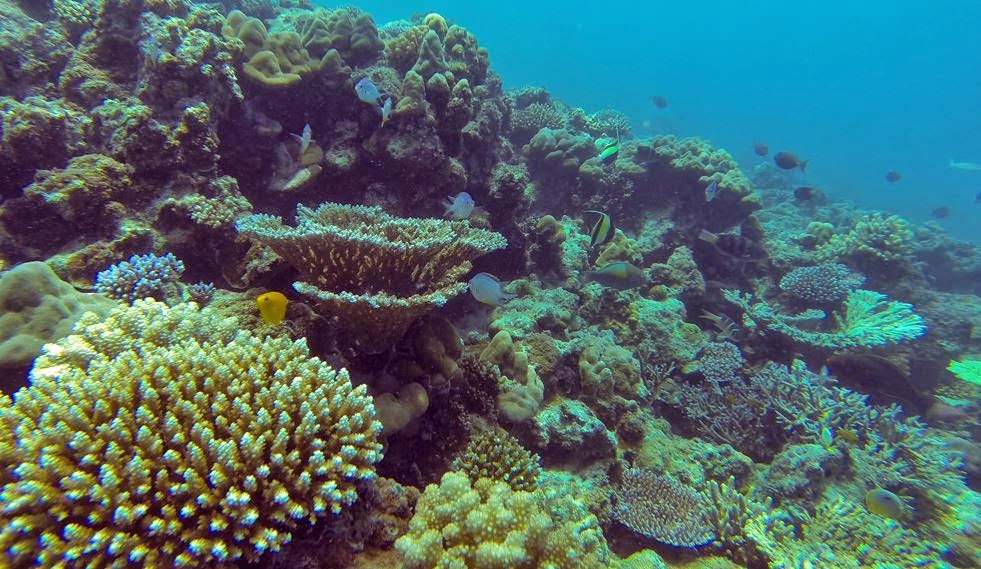 Prodi Farmasi Itera Bahas Potensi Biota Laut Sumatera sebagai Sumber Pengembangan Produk