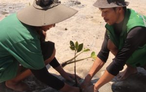 Mahasiswa Itera Bersama Sobat Bumi Lampung Tanam Mangrove di Pulau Pahawang