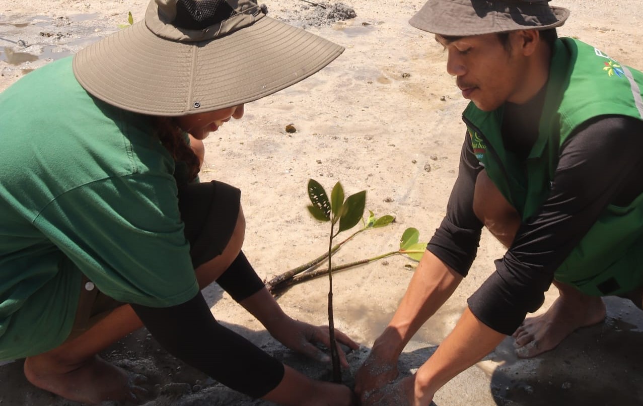 Mahasiswa Itera Bersama Sobat Bumi Lampung Tanam Mangrove di Pulau Pahawang