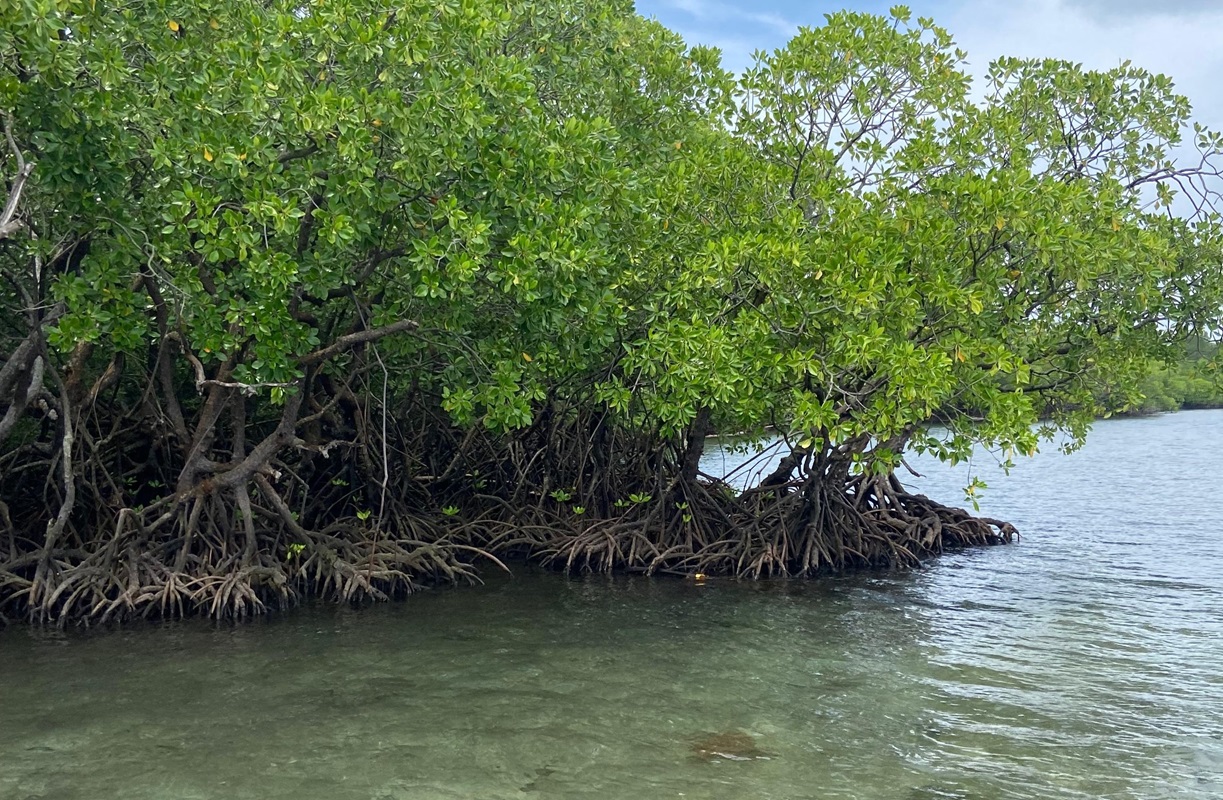 Prodi Teknik Kelautan dan PWK Itera Dampingi Komunitas Pesisir Pahawang Manfaatkan Mangrove