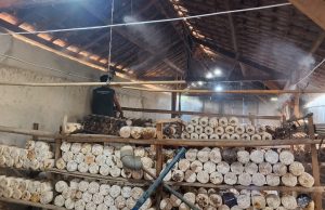 Mahasiswa Itera Kembangkan Inovasi IoT pada Budidaya Jamur Tiram hingga Smart Village di Karang Anyar