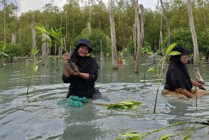 Dukung Konservasi Mangrove, Itera Serahkan 2.500 Bibit Mangrove kepada Kelompok Tani Hutan Lamtim