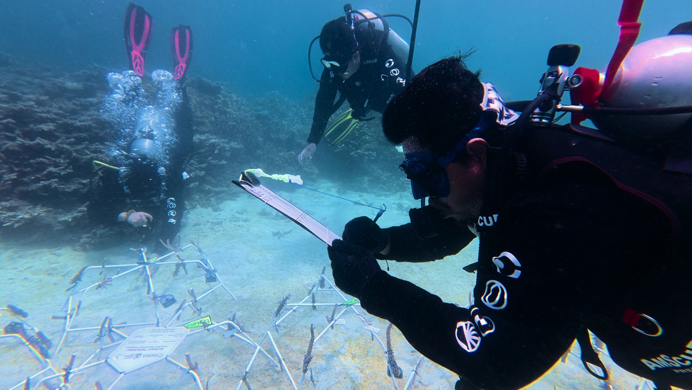 Isi Libur Kuliah, Mahasiswa Itera Turun Langsung Pulihkan Terumbu Karang Pahawang