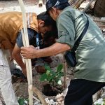 Hijaukan Desa, Mahasiswa KKN Itera Tanam Pohon Ketapang di Tarahan