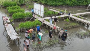 Kegiatan Penanaman Mangrove oleh Prodi Teknik Geomatika Itera di Pesawaran. Dok