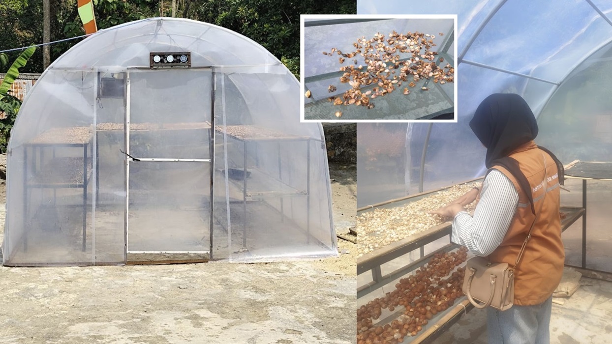 You are currently viewing Atasi Cuaca Tak Menentu, Itera Hadirkan Solar Dryer Dome untuk Bantu Petani Kakao