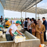 Itera Dukung Hilirisasi Mocaf untuk Tingkatkan Nilai Tambah Ubi Kayu di Pringsewu